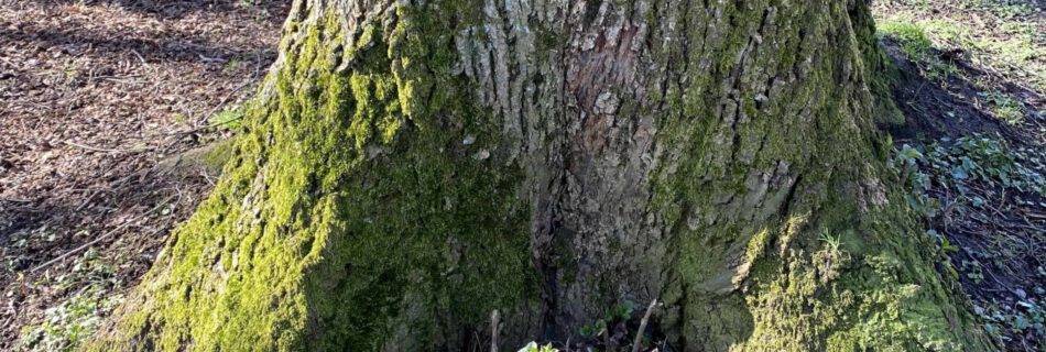 Tipps-für-dinge-zuhause