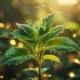 das Strahlen Ayurveda